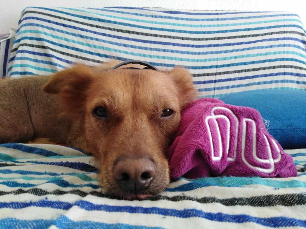 Perro color miel de raza Xolo acostado en sofá a rayas ¿cuánto cuesta tener una mascota?