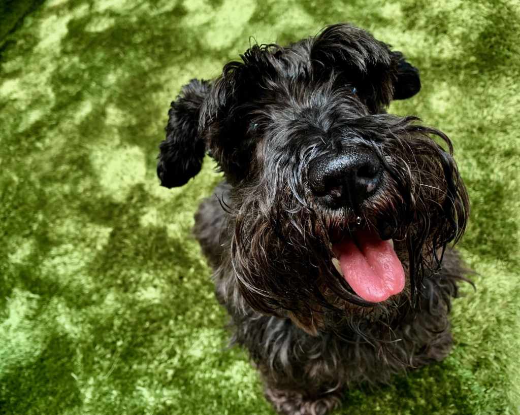 Foto de perro negro de raza Schnauzer sentado en la alfombra ¿cuánto cuesta tener una mascota?