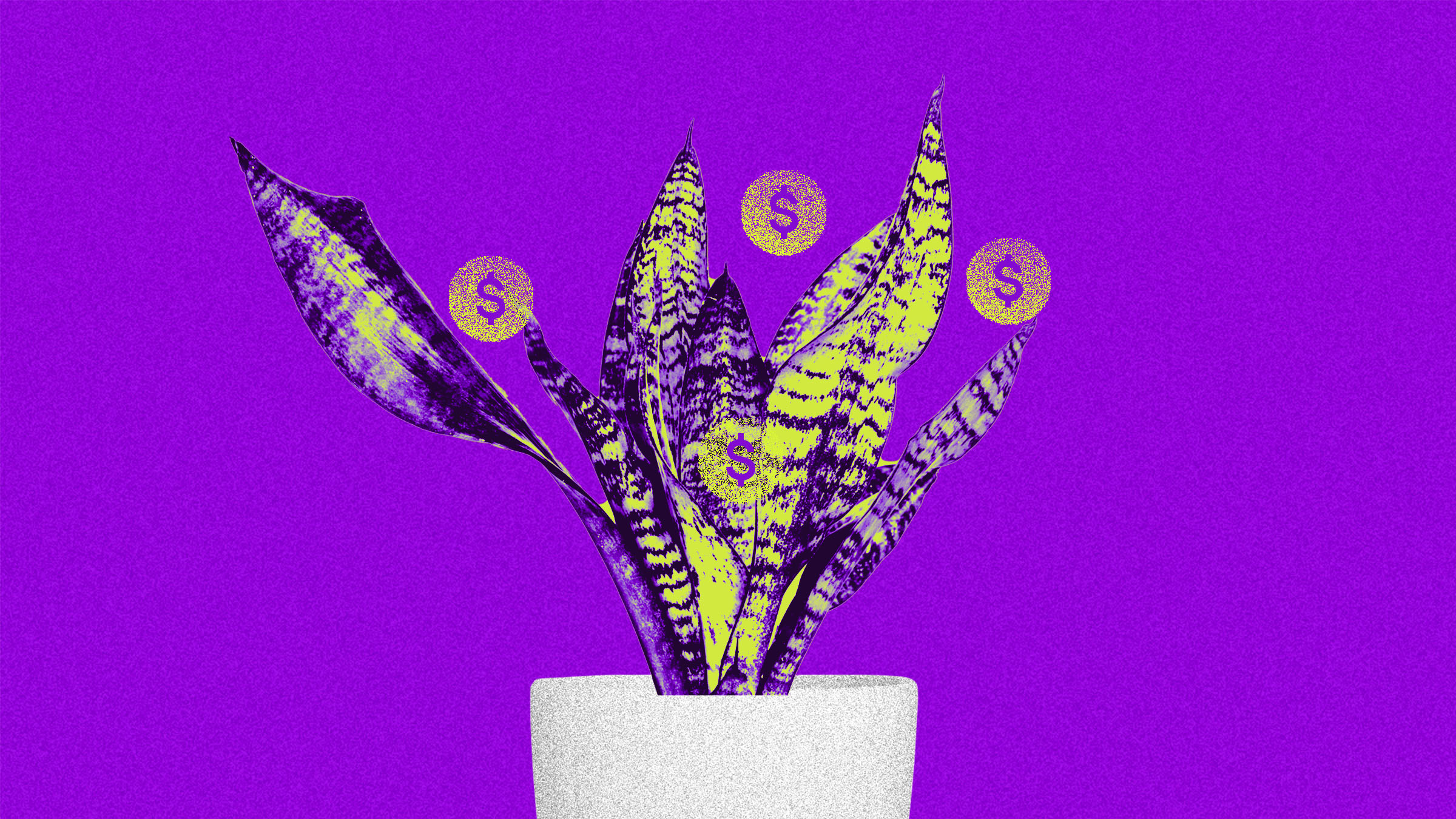 una planta lengua de suegra color verde sostiene monedas entre sus hojas sugiriendo las ventajas de la inversión